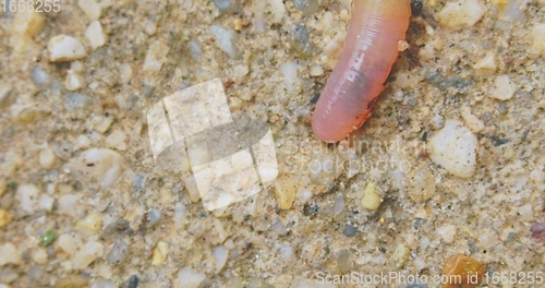 Image of Earthworm closeup footage with bright red blood flowing through the body