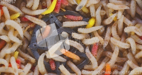 Image of Lots of worms crawling as background texture closeup footage