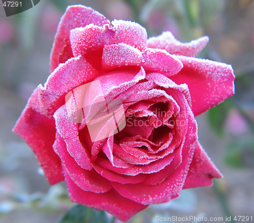 Image of Rose under hoar-frost