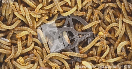 Image of Lots of worms crawling as background texture closeup footage