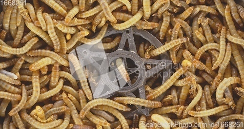Image of Lots of worms crawling as background texture closeup footage
