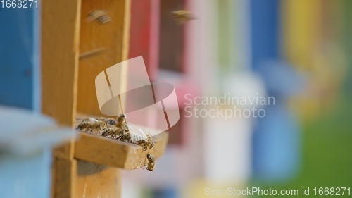 Image of Honey bees on a hive cluster