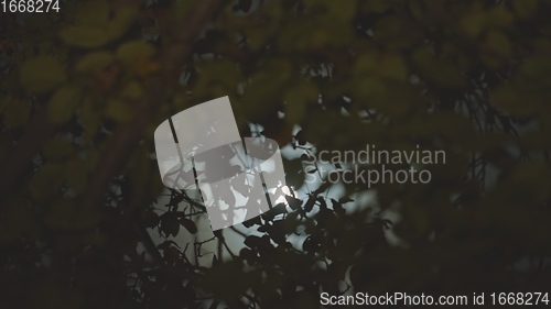 Image of Moonlight in the backround of some trees