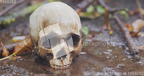 Image of Old human skull in the rain closeup footage