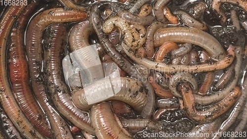 Image of Many earthworms crawling together closeup footage