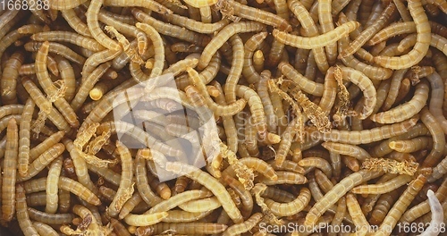 Image of Abundance of worms as background texture closeup footage