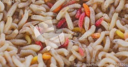 Image of Abundance of worms as background texture closeup footage