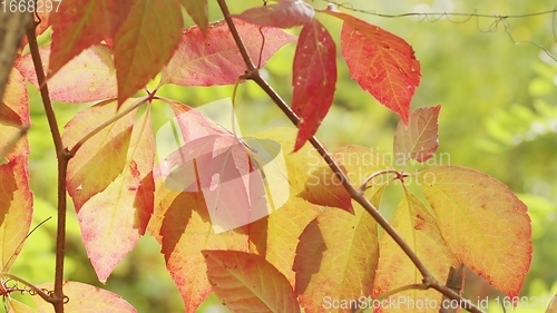 Image of Autumnal leaves blown by the wind closeup