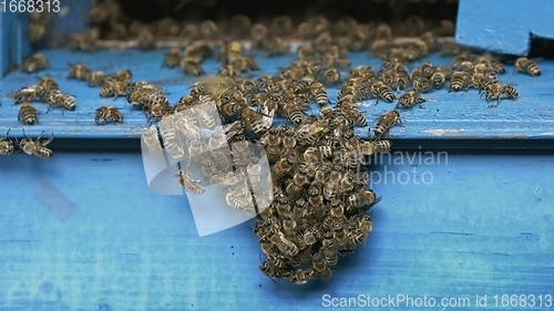 Image of Honey bees on a hive cluster