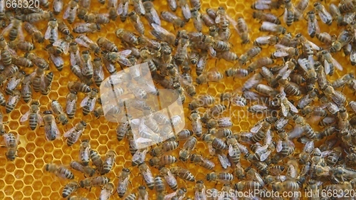 Image of Honey bees on a hive cluster