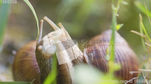 Image of Snail on ground level macro photo