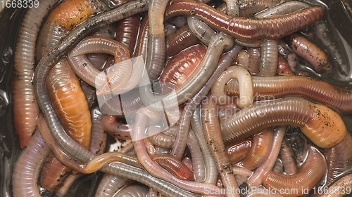Image of Many earthworms crawling togather closeup footage