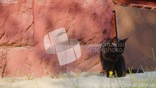 Image of Young cat outdoors closeup footage