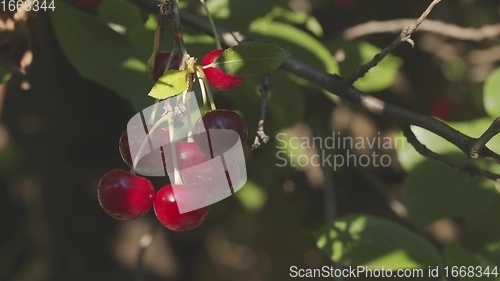 Image of Fresh fruit on the tree