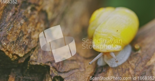 Image of Small yellow snail crawling on the tree