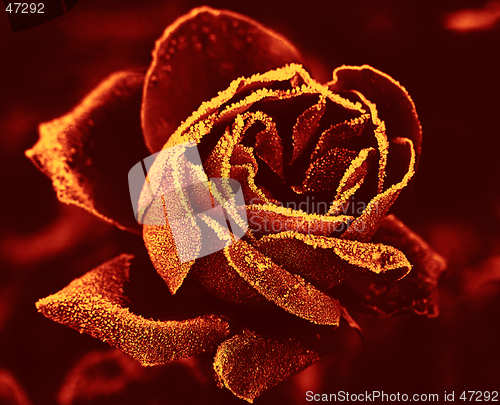 Image of Red Rose under hoar-frost