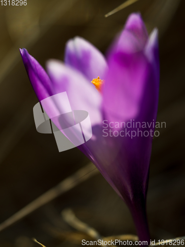 Image of spring purple flower crocus