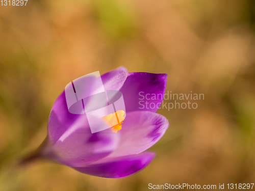 Image of spring purple flower crocus