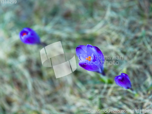 Image of spring purple flower crocus