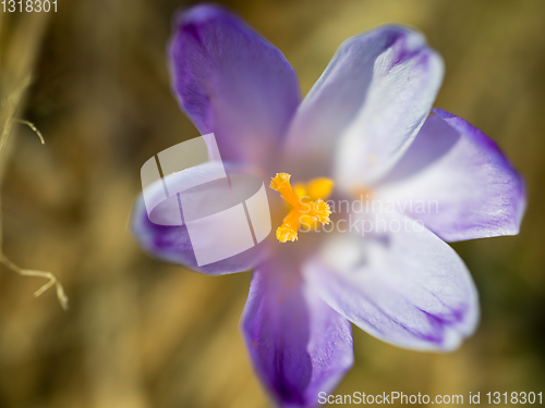 Image of spring purple flower crocus