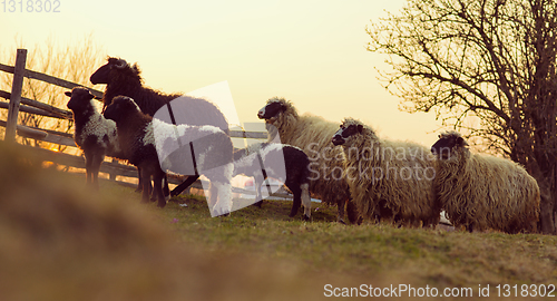 Image of sheeps