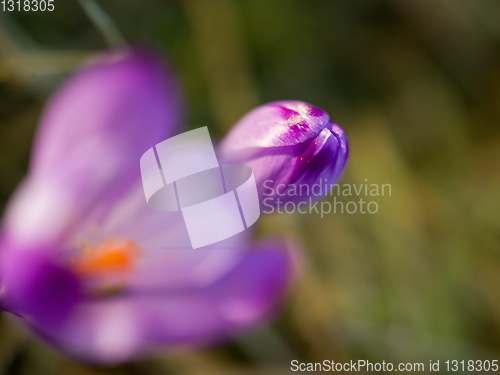 Image of spring purple flower crocus