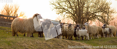 Image of sheeps