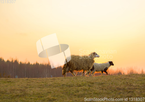 Image of sheeps