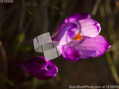 Image of spring purple flower crocus