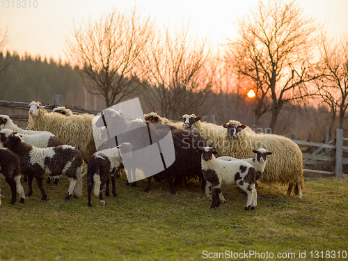 Image of sheeps