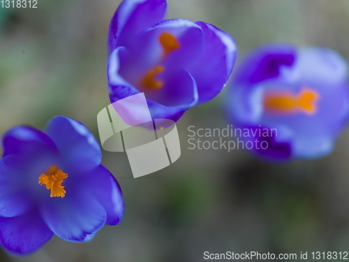 Image of spring purple flower crocus