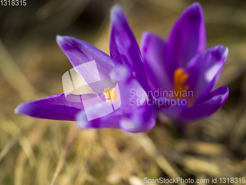 Image of spring purple flower crocus