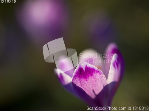 Image of spring purple flower crocus