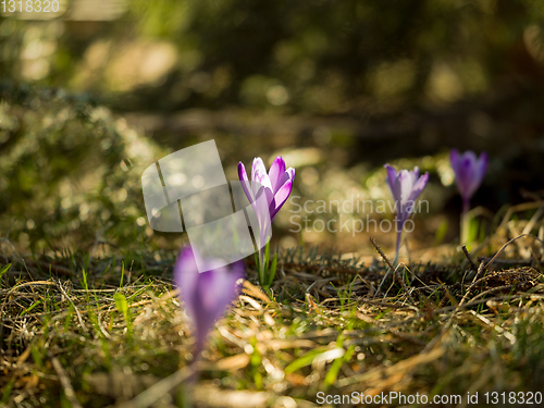 Image of spring purple flower crocus