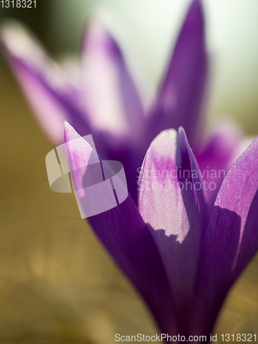 Image of spring purple flower crocus