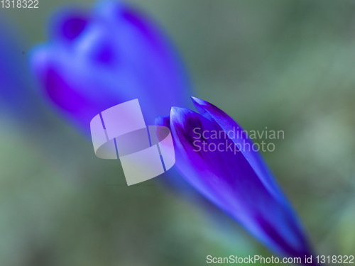 Image of spring purple flower crocus