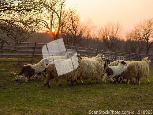 Image of sheeps