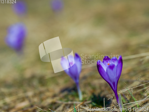 Image of spring purple flower crocus