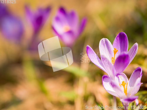 Image of spring purple flower crocus