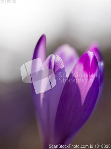 Image of spring purple flower crocus