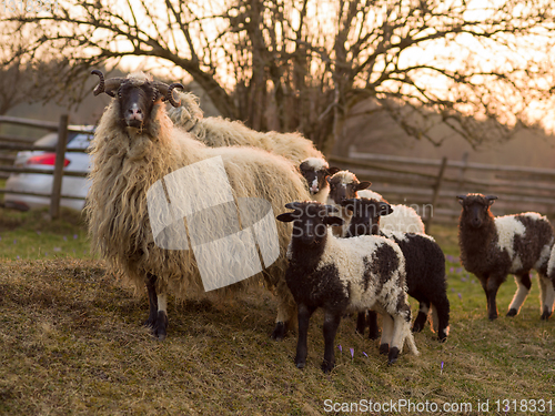 Image of sheeps