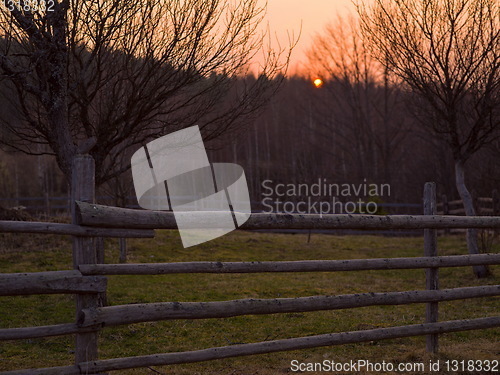 Image of forest sunset