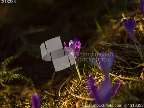 Image of spring purple flower crocus