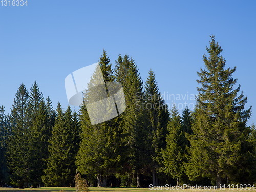 Image of forest