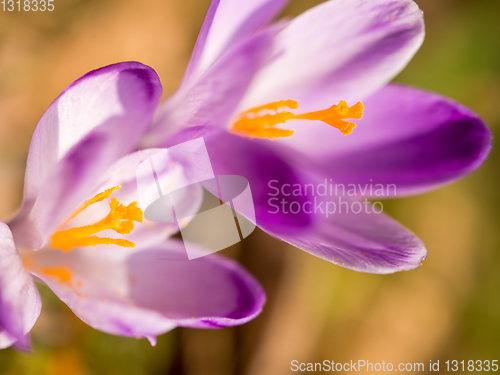 Image of spring purple flower crocus