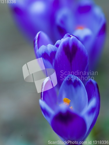 Image of spring purple flower crocus