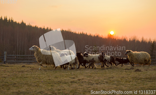 Image of sheeps