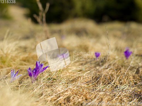 Image of spring purple flower crocus