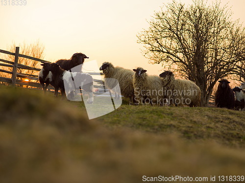 Image of sheeps