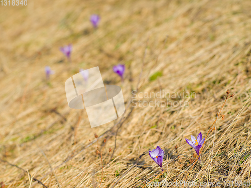 Image of spring purple flower crocus